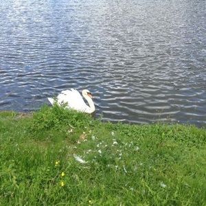 Meet your Posher, Tom